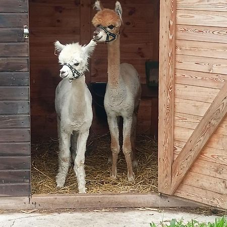 Malinowy Gaj - Agroturystyka Z Alpakami I Innymi Zwierzetami Swietajno  Екстериор снимка
