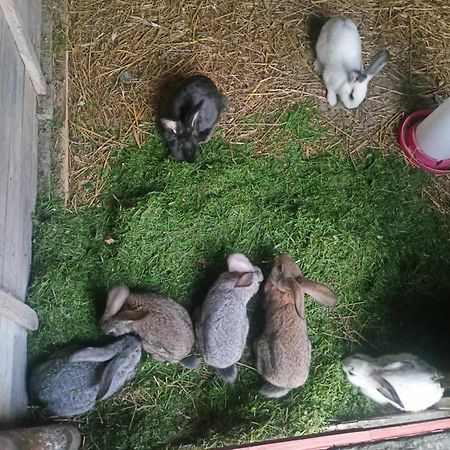 Malinowy Gaj - Agroturystyka Z Alpakami I Innymi Zwierzetami Swietajno  Екстериор снимка